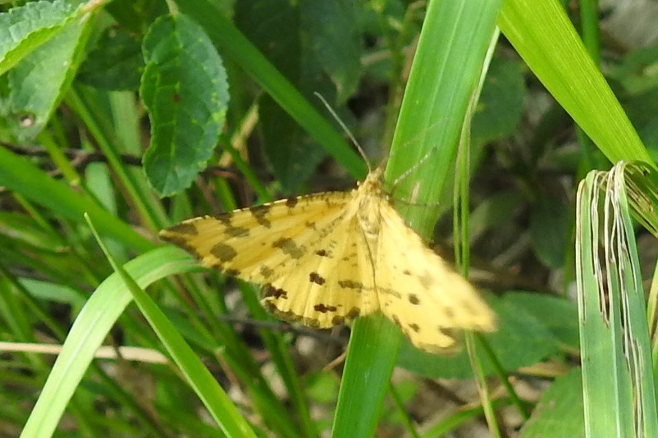 Pseudopanthera macularia - párducfoltos araszoló