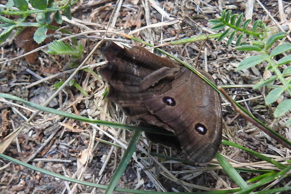 Minois dryas - fekete szemeslepke