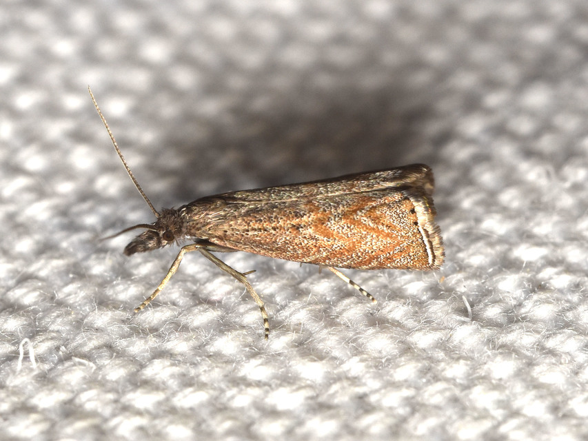 Platytes cerussella - törpe fűgyökérmoly
