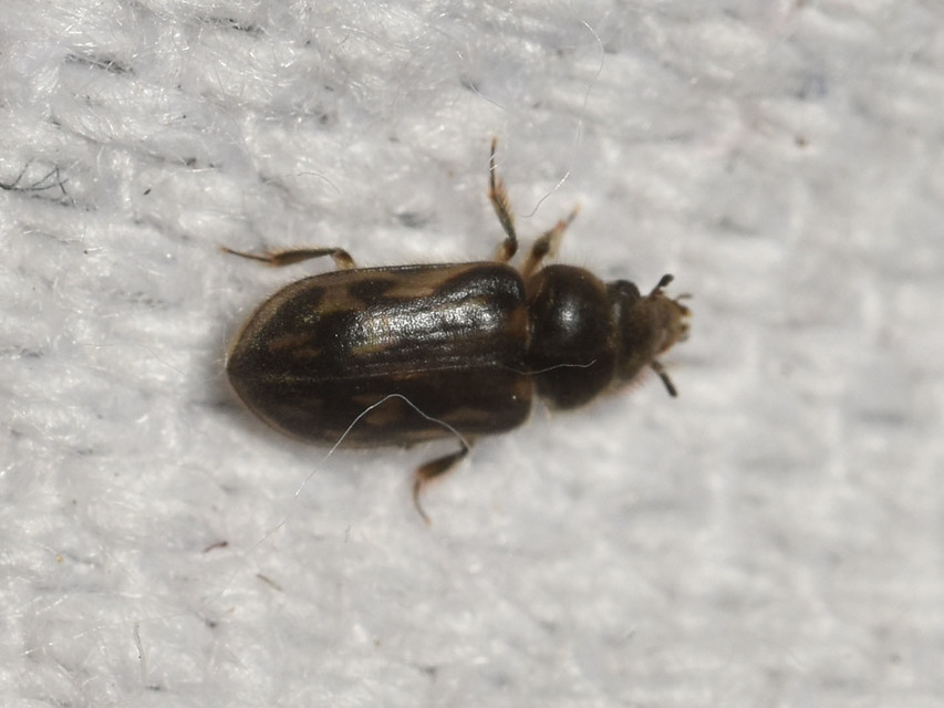 Heteroceridae - iszapbogárfélék