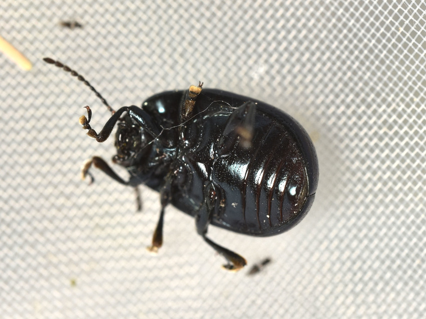 Chrysolina oricalcia - bronzos levélbogár