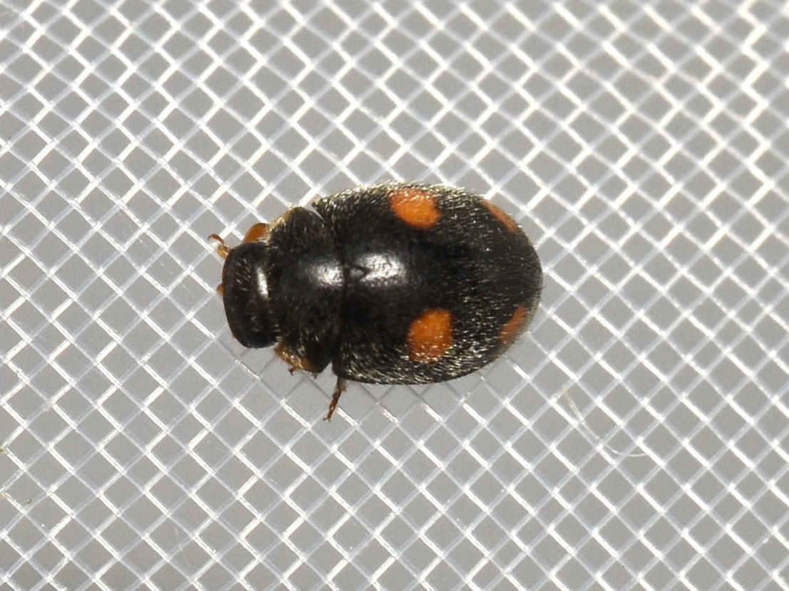 Platynaspis luteorubra - négypettyes szerecsenkata