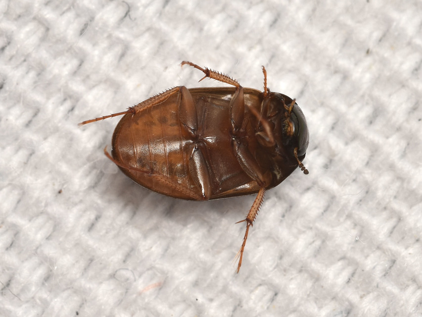 Hydrobius
