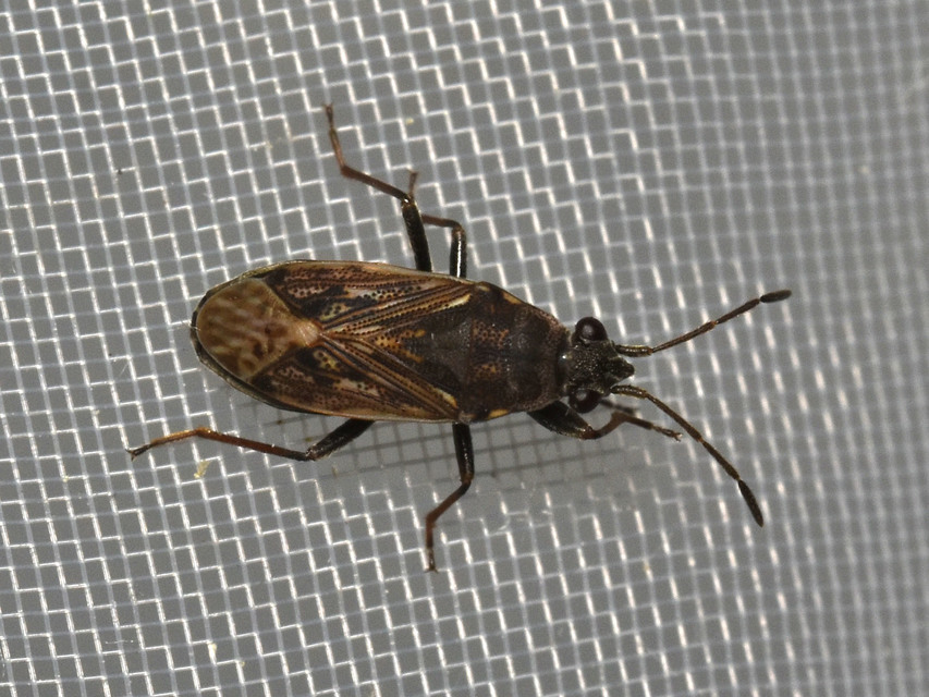 Peritrechus geniculatus - vastagcsápú feketésbodobács