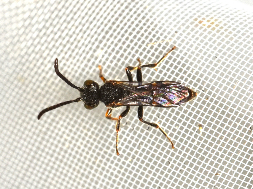 Crabronidae - szitásdarazsak