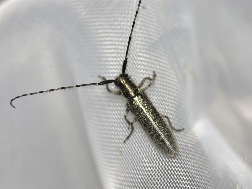 Agapanthia cardui - sávos bogáncscincér