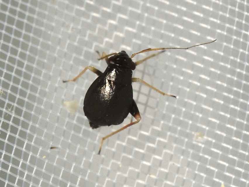 Halticus apterus - rövidszárnyú ugrópoloska