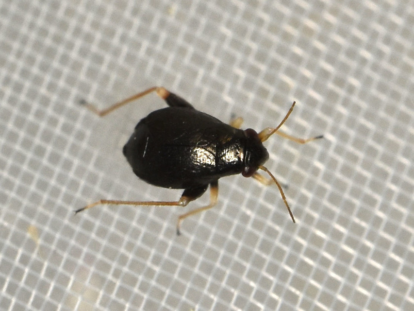 Halticus apterus - rövidszárnyú ugrópoloska