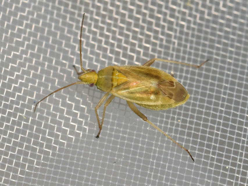 Amblytylus