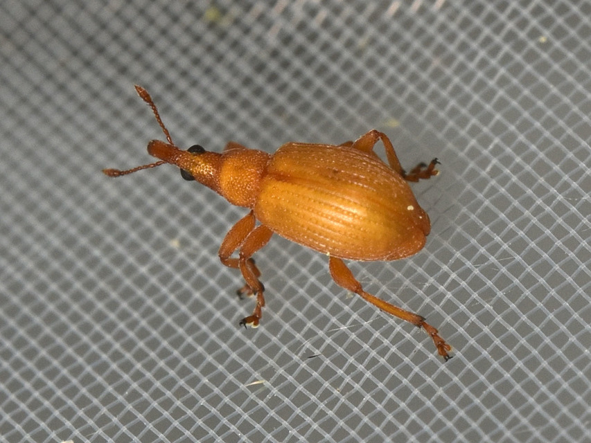 Apion frumentarium - vörös cickányormányos