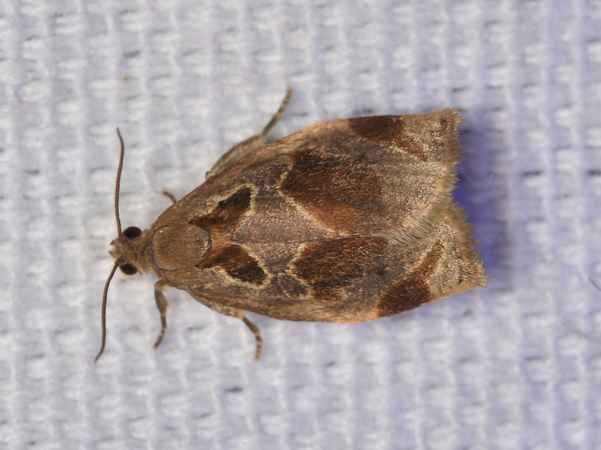 Archips crataegana - cseresznyeilonca