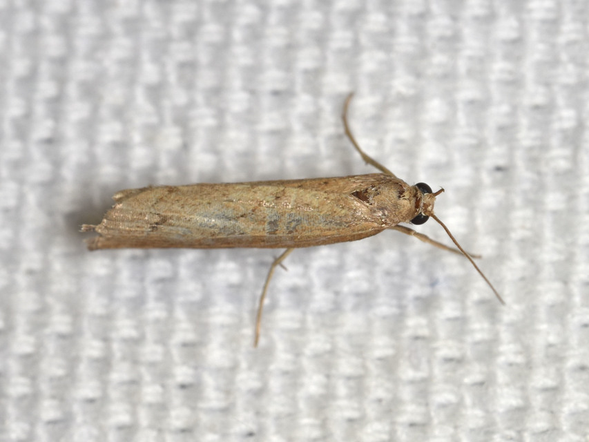 Pediasia contaminella - mocskos fűgyökérmoly