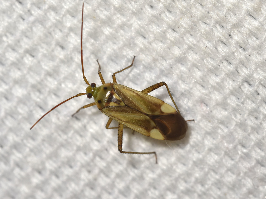 Adelphocoris lineolatus - lucernapoloska