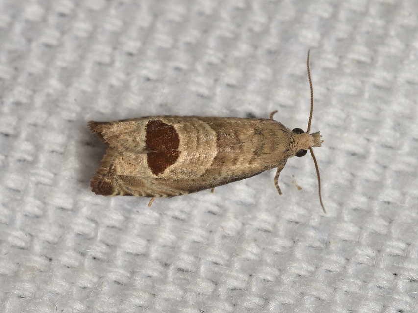 Notocelia uddmanniana - málnasodró tükrösmoly