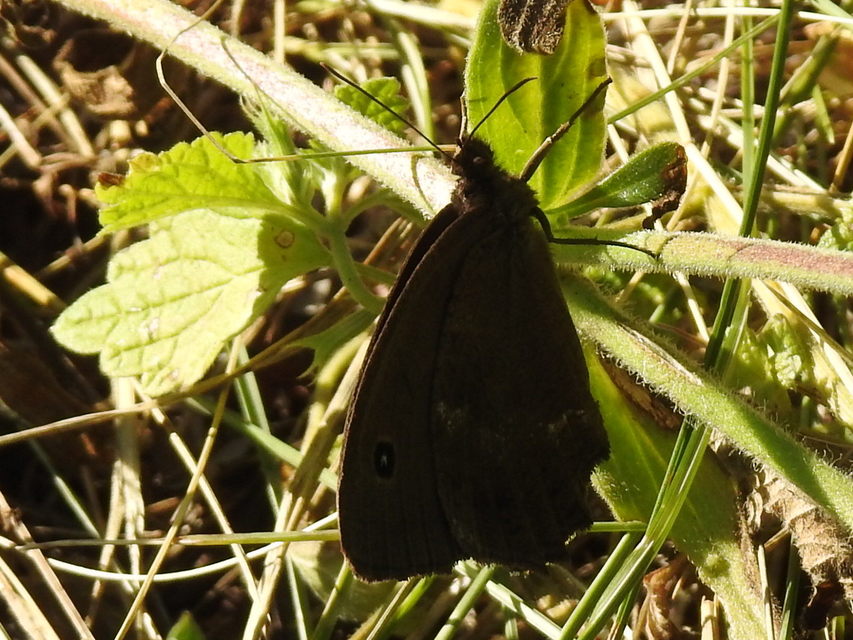 Minois dryas - fekete szemeslepke