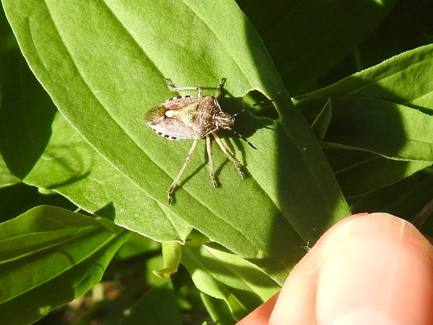 Dolycoris baccarum - közönséges bogyómászó-poloska