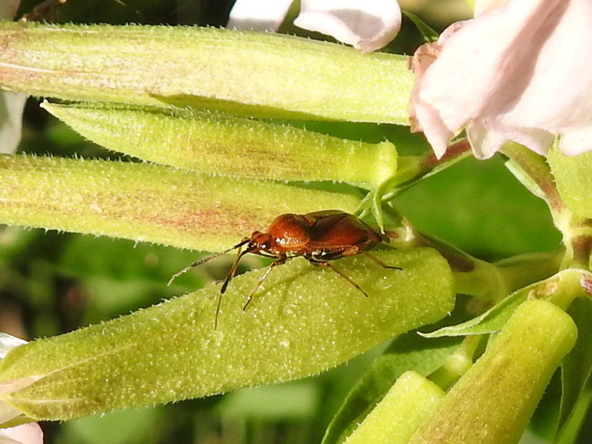 Deraeocoris ruber - vöröses mezeipoloska
