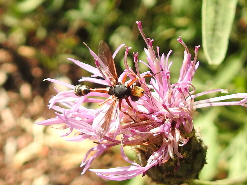 Physocephala