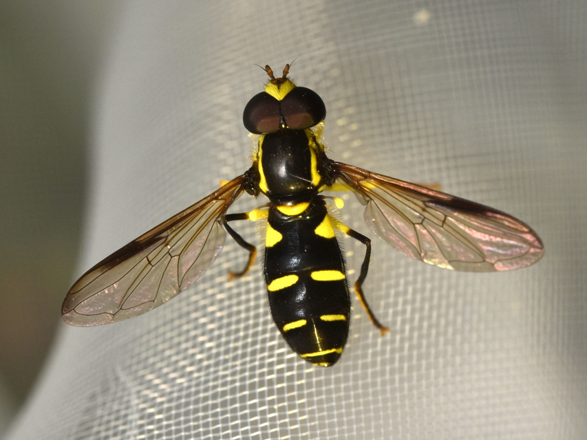 Xanthogramma pedissequum - gyakori oldalsávoslégy
