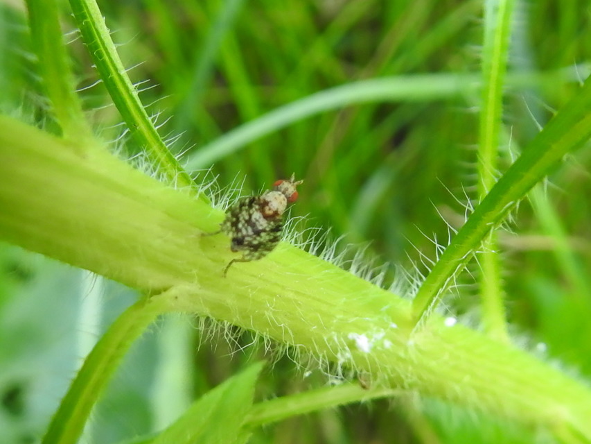 Trypetoptera punctulata - pirosszemű szarvaslégy