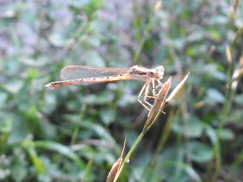 Sympecma fusca - téli rablószitakötő