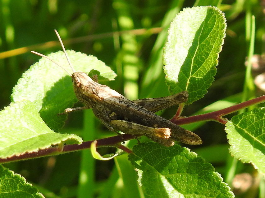 Chorthippus brunneus - közönséges tarlósáska