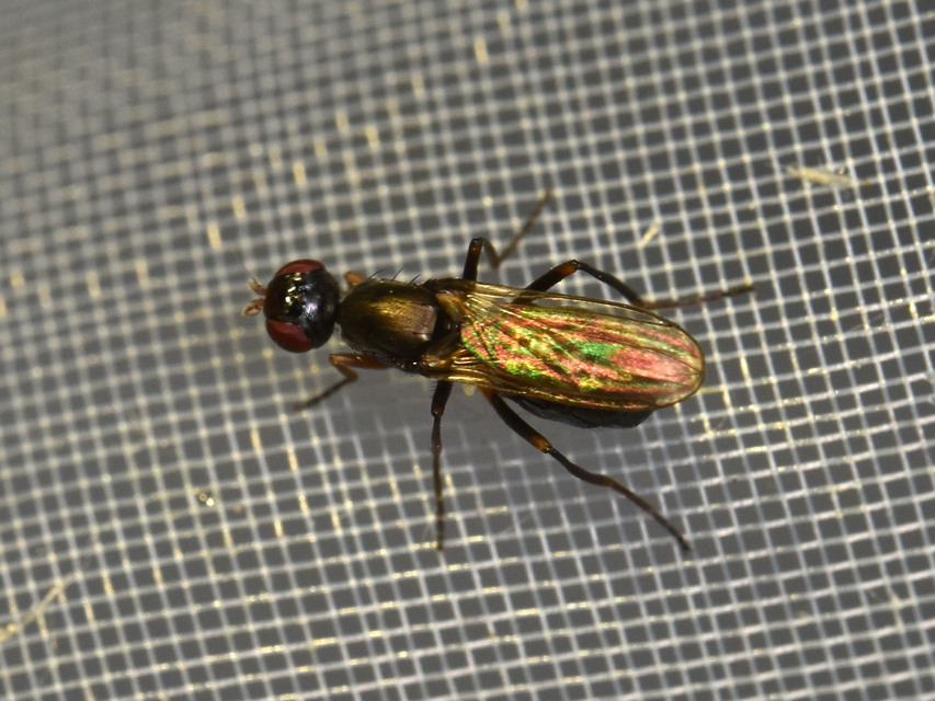 Sepsidae - billegetőlégyfélék