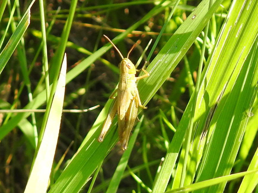 Pseudochorthippus parallelus - közönséges rétisáska