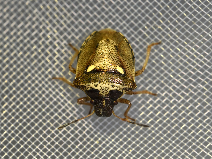 Eysarcoris aeneus - fémes feketefejű-poloska Eysarcoris aeneus - fémes feketefejű-poloska