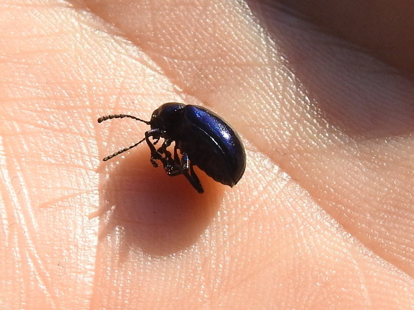Chrysochus asclepiadeus - tündöklő méreggyiloklevelész