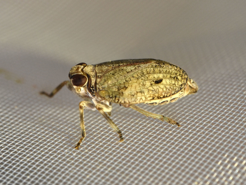 Issus coleoptratus