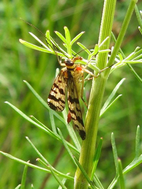 Panorpa vulgaris