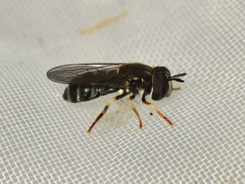 Paragus pecchiolii