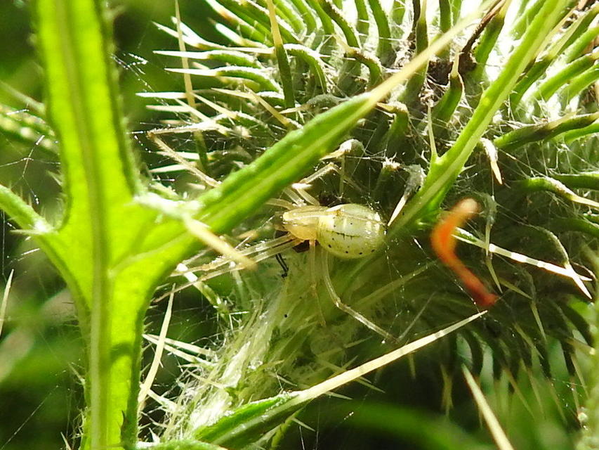 Enoplognatha ovata/latimana