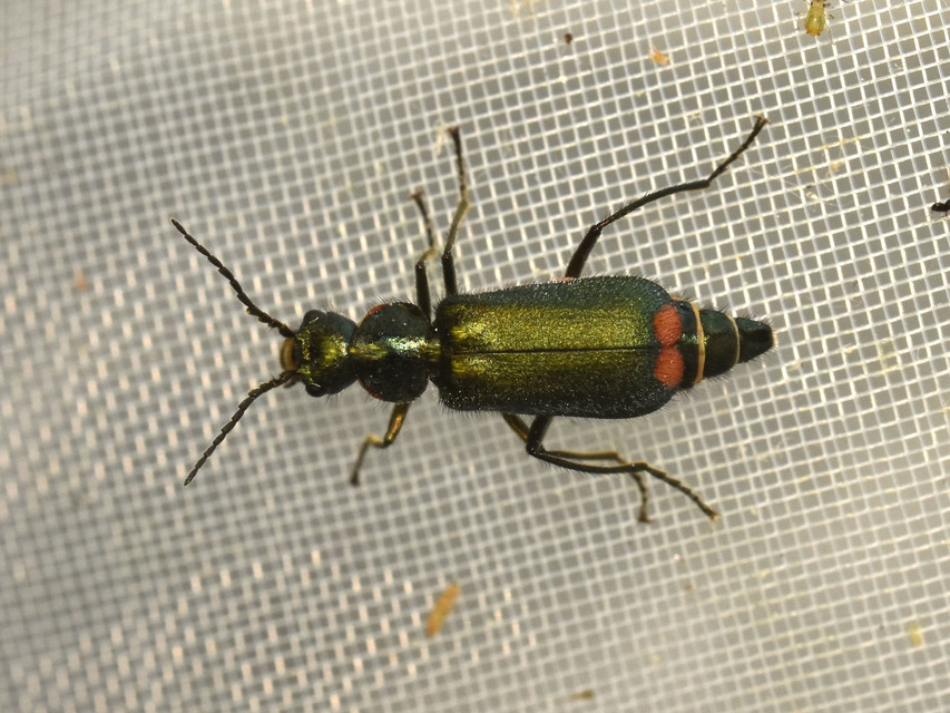 Malachius bipustulatus - kétfoltos bibircsesbogár