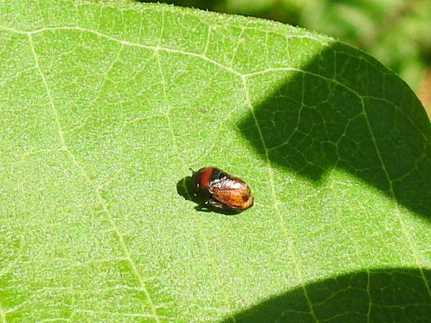 Penthimia nigra - fekete kabóca