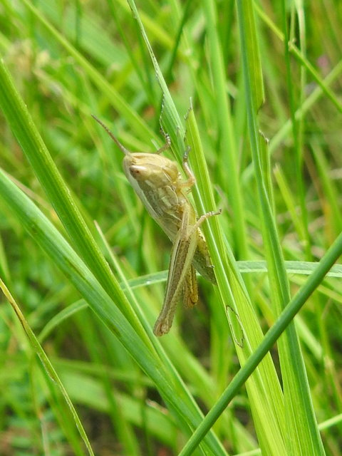 Euchorthippus