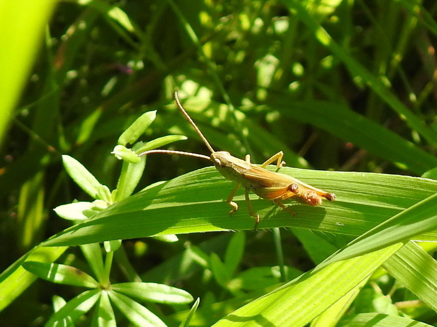 Pseudochorthippus parallelus - közönséges rétisáska