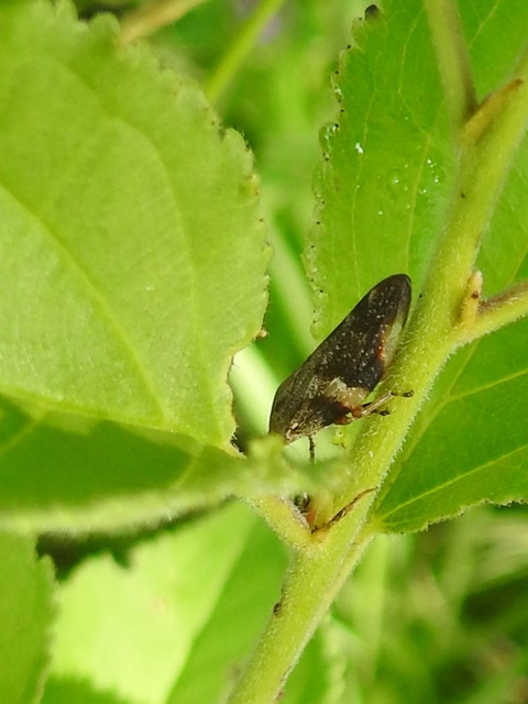 Aphrophora alni