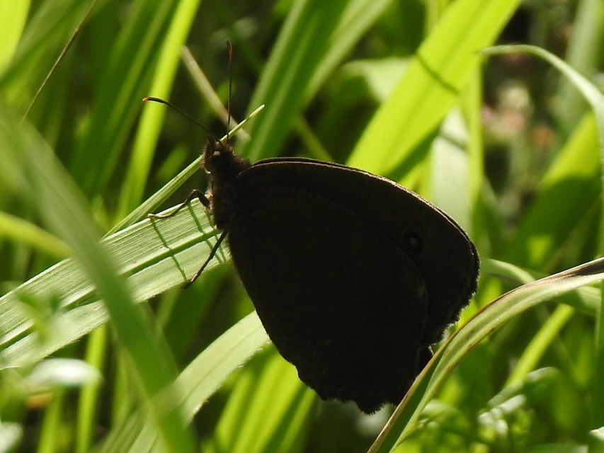 Minois dryas - fekete szemeslepke Minois dryas - fekete szemeslepke