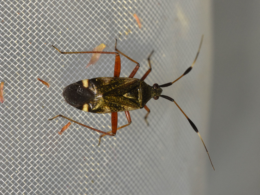 Closterotomus biclavatus - aranyszőrű mezeipoloska