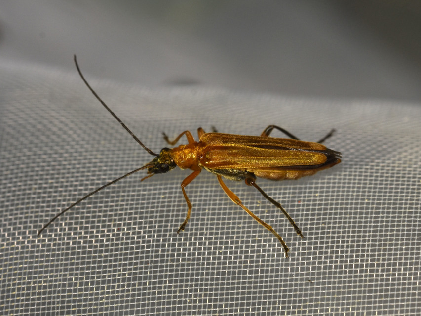Oedemera podagrariae - székfű-álcincér