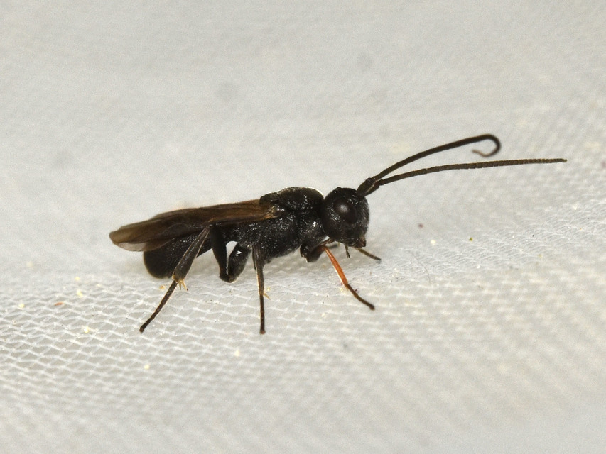 Braconidae - gyilkosfürkészek
