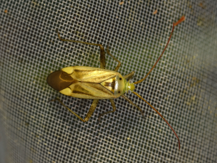 Adelphocoris lineolatus - lucernapoloska