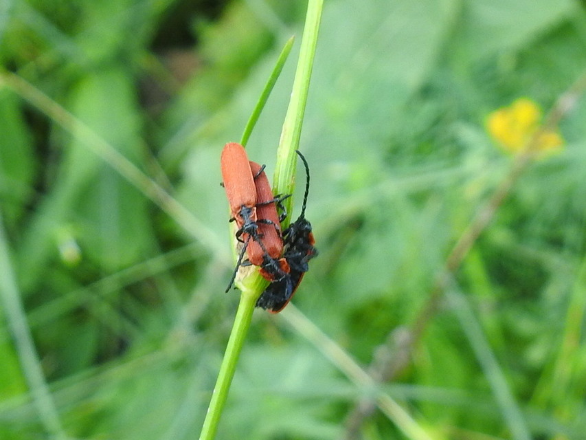 Lygistopterus sanguineus - vérbogár