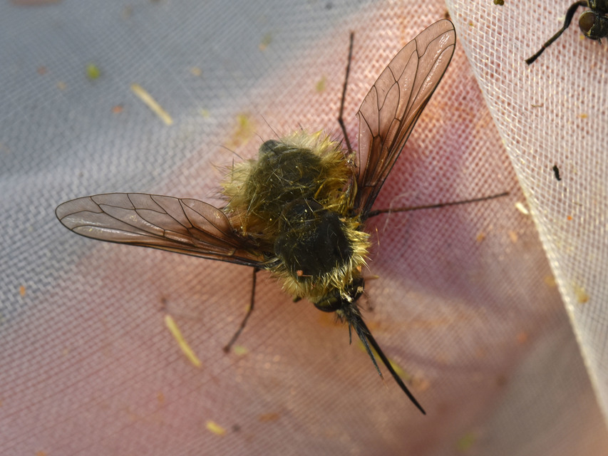 Bombylius