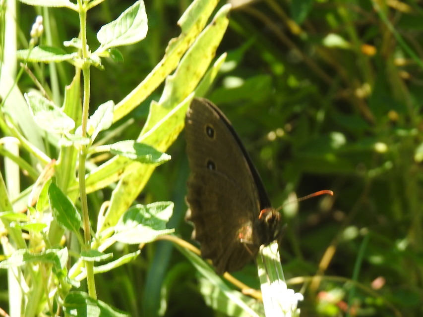Minois dryas - fekete szemeslepke Minois dryas - fekete szemeslepke