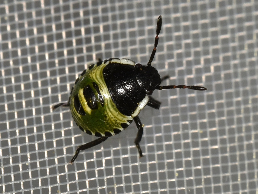 Palomena