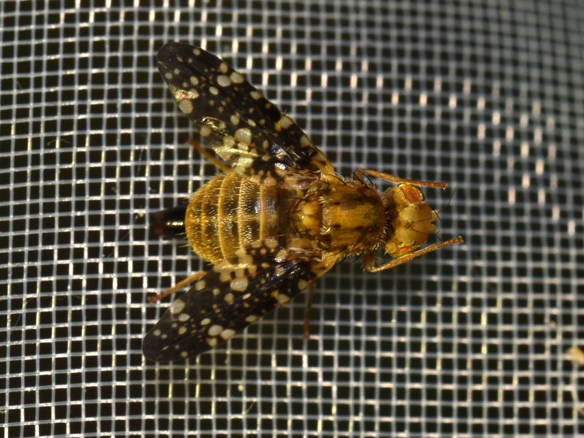 Tephritidae - fúrólégyfélék