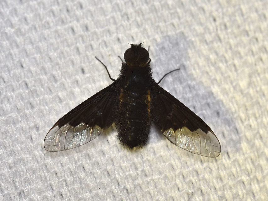 Hemipenthes morio - közönséges gyászlégy